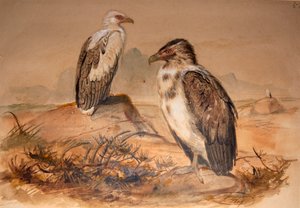 Angolaanse gier (Gypohierax angolensis)